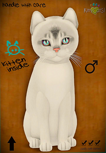 KittyCatS Box - 9T M Abyssinian - Black Silver Eyes: Tapestry R