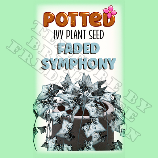 Potted: Ivy Plant Seed: Faded Symphony (ACTUAL PLANT SEED) - Retired!