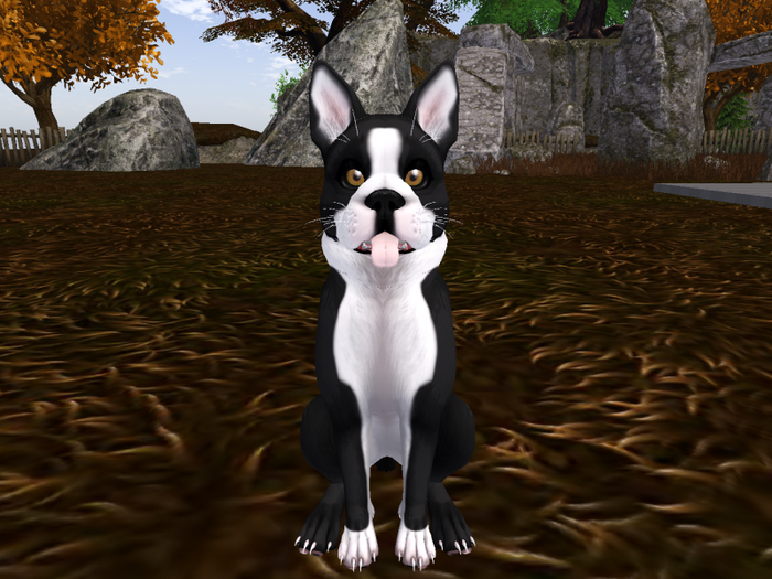 Boston Terrier for TWBM Pup