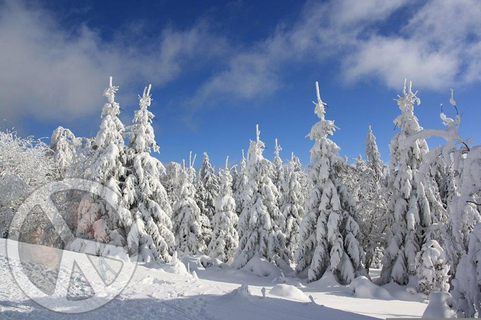 1082 - Winter - Snow - Pine trees - Blue Sky - Land Divider - Privacy Screen