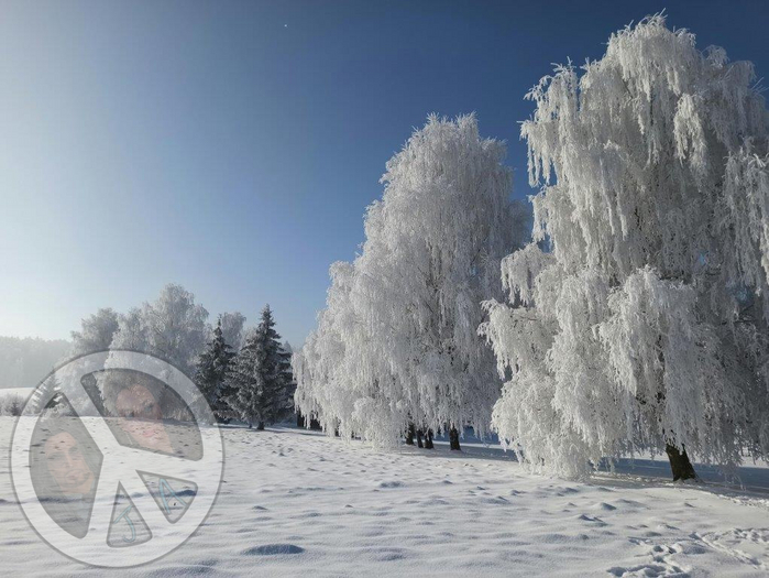 1085 - Winter - Snow - Snowy White Trees - Grey Sky - Land Divider - Privacy Screen
