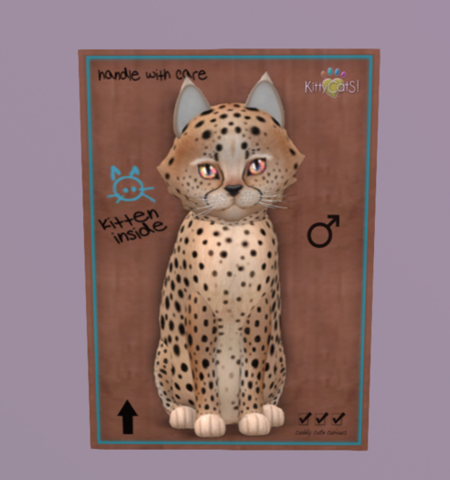 KittyCatS Box - New Born Kitten