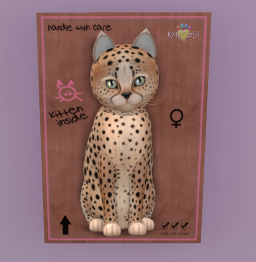 KittyCatS Box - New Born Kitten