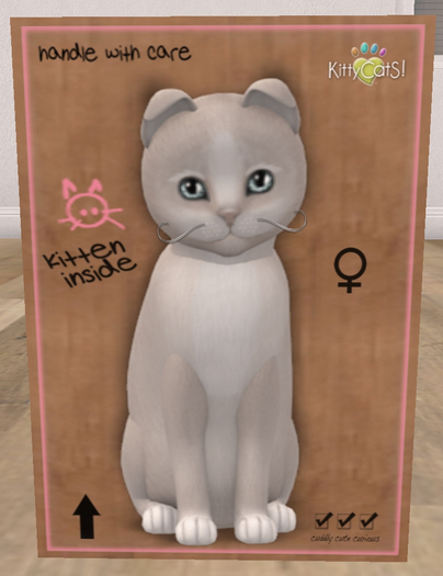 KittyCatS Box - New Born Kitten