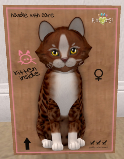 KittyCatS Box - New Born Kitten