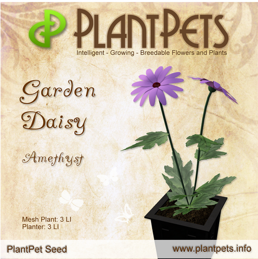 PlantPet Seed [Garden Daisy *Amethyst*] Rare
