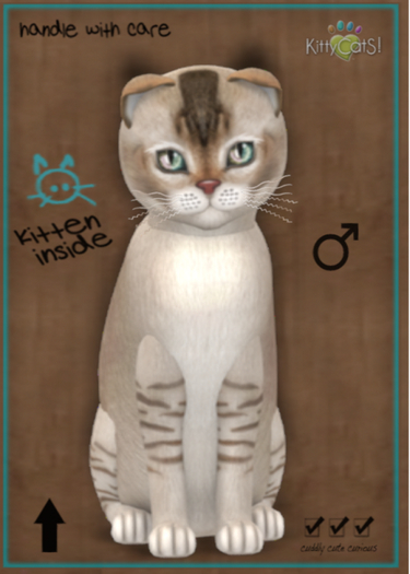 KittyCatS Box - New Born Kitten