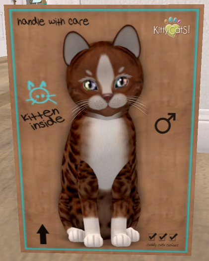 KittyCatS Box - New Born Kitten