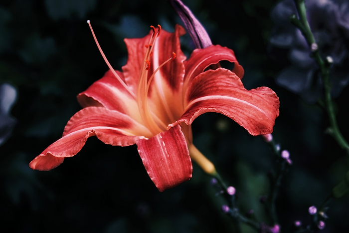 blooming flower