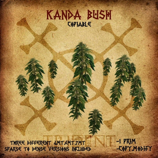 Kanda Bush 