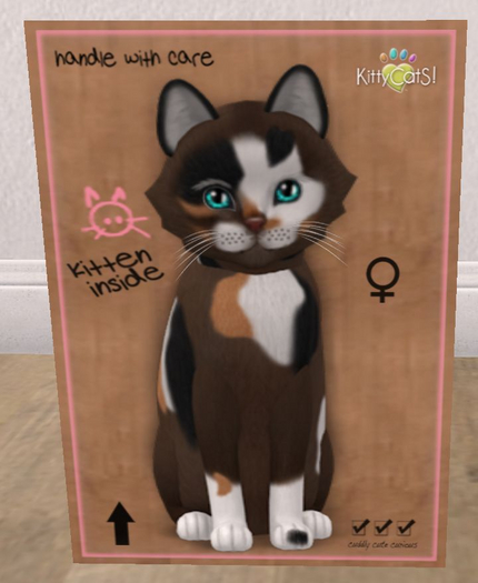 KittyCatS Box - New Born Kitten