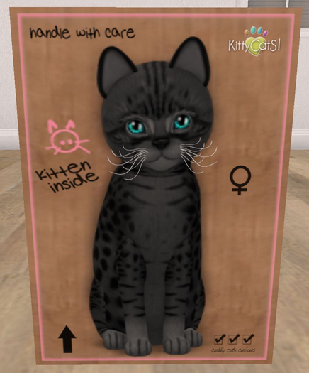 KittyCatS Box - New Born Kitten