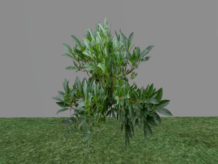 Arkads 1 Prim Mountain Laurel