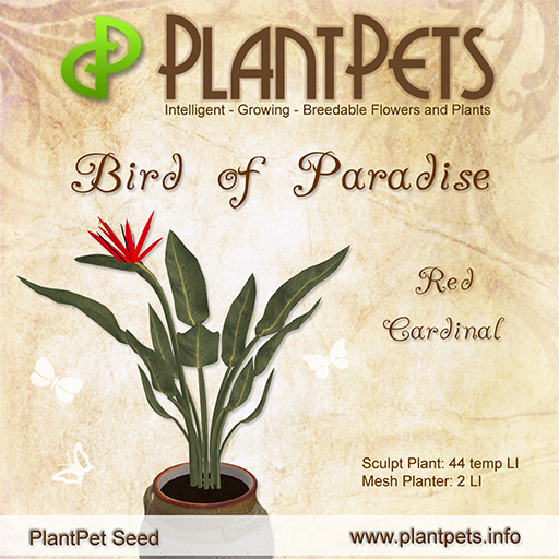 PlantPet Seed [Bird of Paradise *Red Cardinal*]
