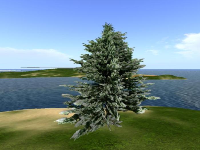 Arkads 1 Prim Rocky Mountain Fir