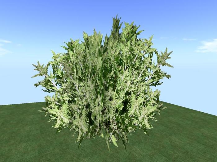 Arkads 1 Prim Russian Sage