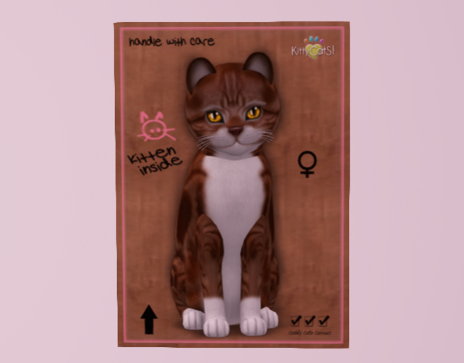 Female KittyCats Cat American Shorthair - Red & White Tabby