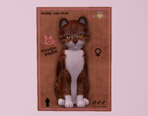 Female KittyCats Cat American Shorthair - Red & White Tabby
