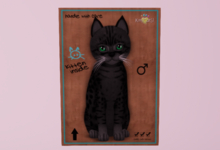 Male Breedable Cat KittyCatS Ocicat - Black