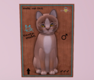 Male Breedable Cat KittyCats Kitten Genesis - Mocha II