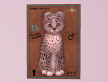 Male Breedable Cat Cheetah! - Washed Blue Mink KittyCatS