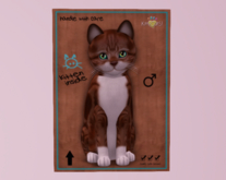Male Breedable Cat American Shorthair - Red & White Tabby