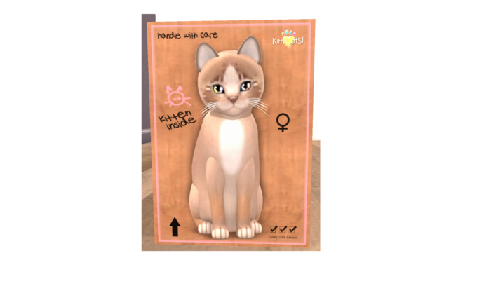 KittyCatS Box - New Born Kitten