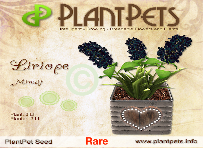 PlantPets Liriope *Minuit* Texture