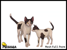 Meshuga Odd-Eyed Stray Cat FULL PERM MESH