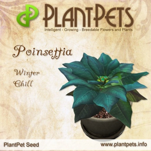 PlantPet Seed [Poinsettia *Winter Chill*]
