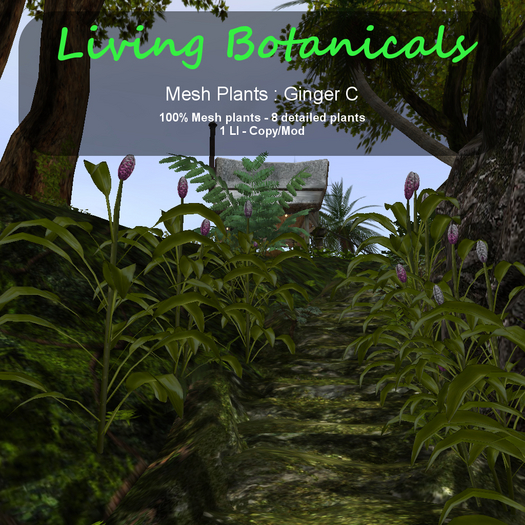 Inochi Botanicals - Mesh Plant "Ginger C"