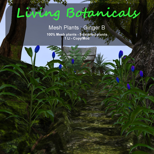 Inochi Botanicals - Mesh Plant "Ginger B"