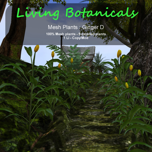 Inochi Botanicals - Mesh Plant "Ginger D"