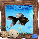 (7S) Rare Fish: Black Moor Goldfish