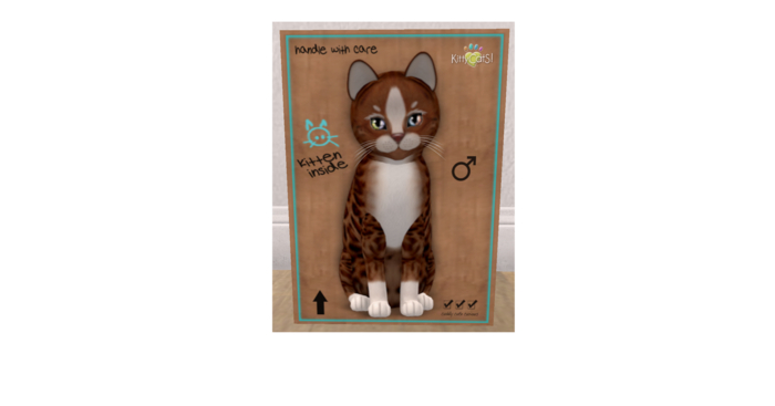 KittyCatS Box - New Born Kitten