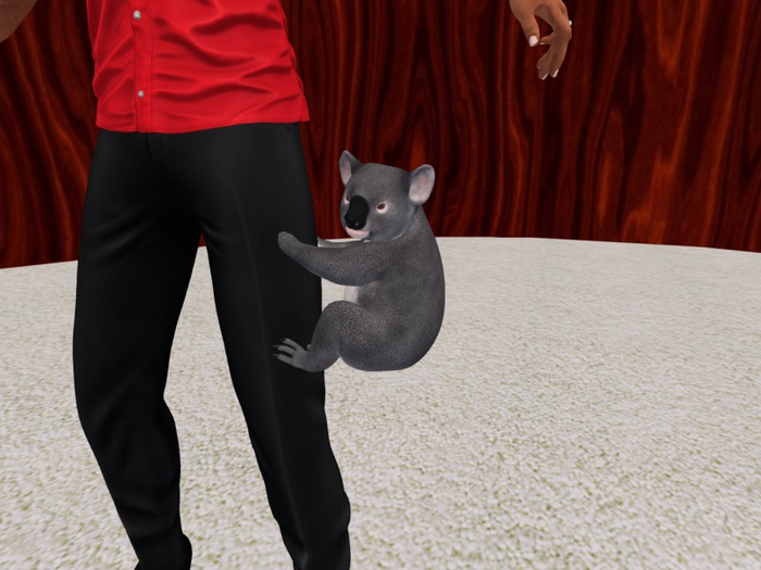 TM Koala Worn on Left Leg