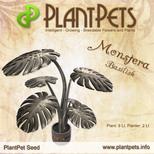 PlantPet Seed [Monstera *Basilisk*] - common - free breeding - no extra costs