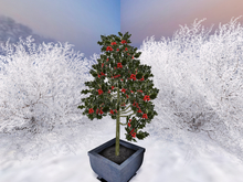 Ilex Tree in a Flower Pot