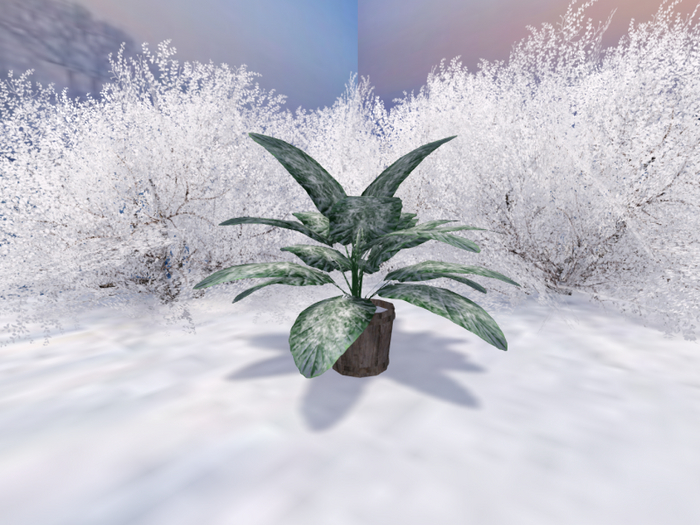 Rubber Tree in a Small Wooden Barrel - Winter