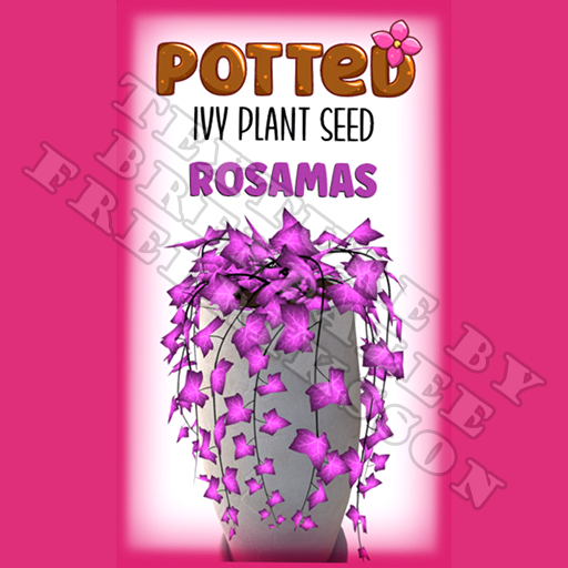 Potted: Ivy Plant Seed: Rosamas (ACTUAL PLANT SEED)