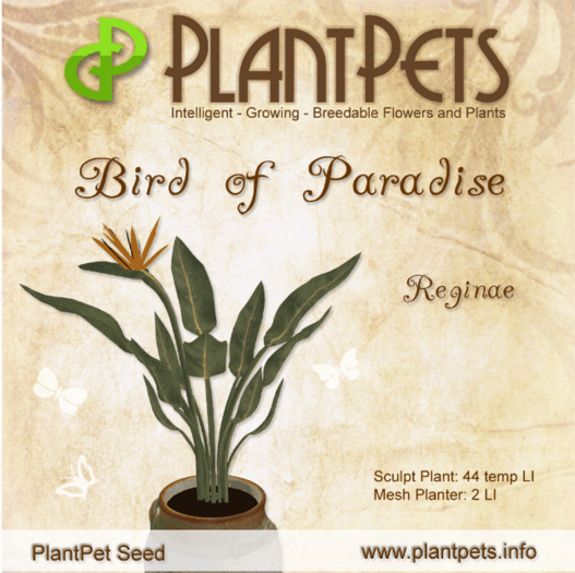 PlantPet Seed [Bird of Paradise *Reginae*]