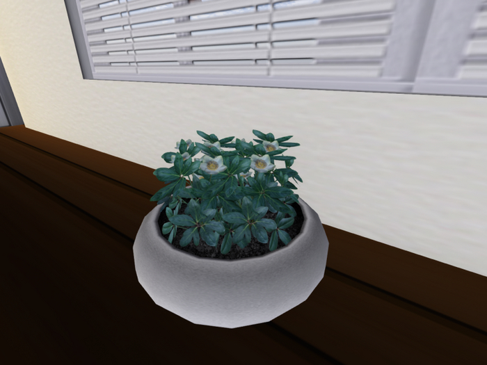 Snow Rose in a Plant Pot