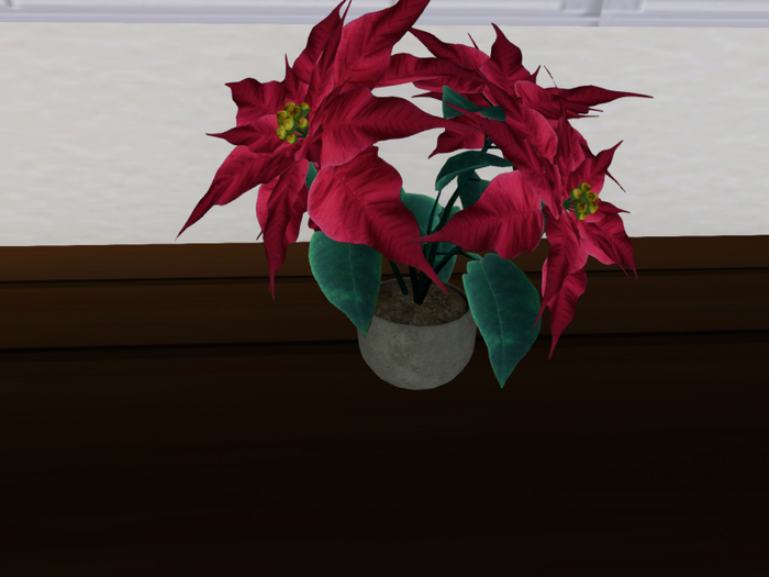 Poinsettia Dark Red in a Bowl