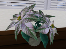  Poinsettia Pink in a Bowl 