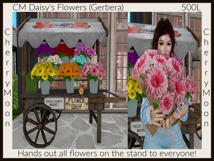CM Daisy's Flowers (Gerbera) ((add & touch))