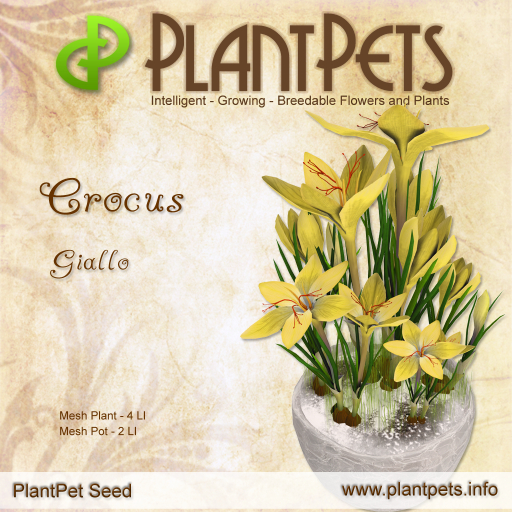 PlantPet Seed [Crocus *Giallo*]