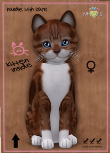 American Shorthair - Red & White Tabby girl - Azure eys