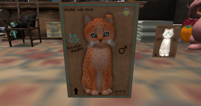 KittyCatS Box - New Born - Cheetah! - Tangerine No. 2