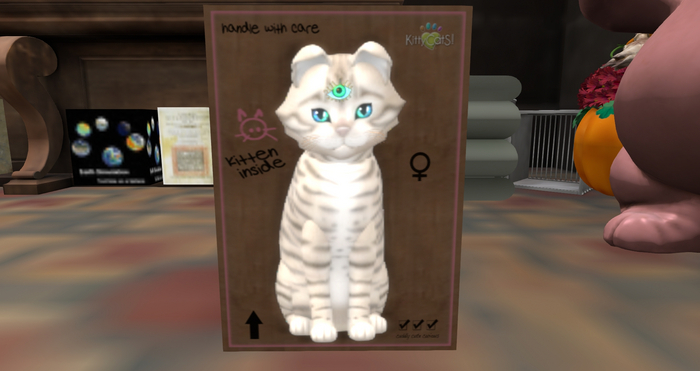 KittyCatS Box - New Born Kitten - Toyger Snow - Blinking Octopus - Petite