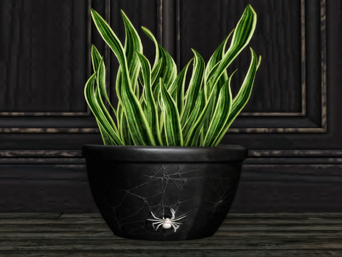 B&C Potted Snake Plant